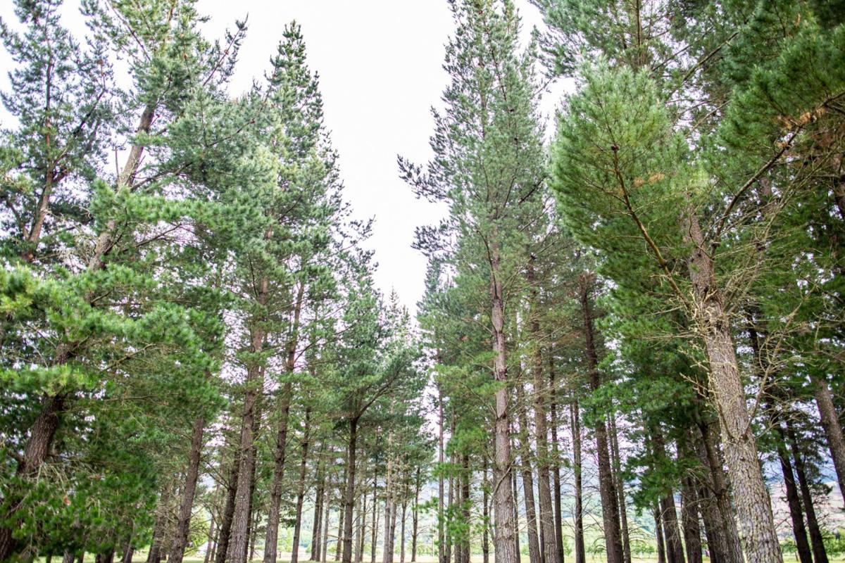 Woodbank Park Cottages Hanmer Springs Ngoại thất bức ảnh